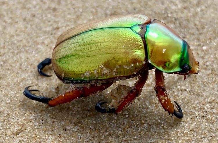 Could Brisbane bring back Christmas beetle swarms?