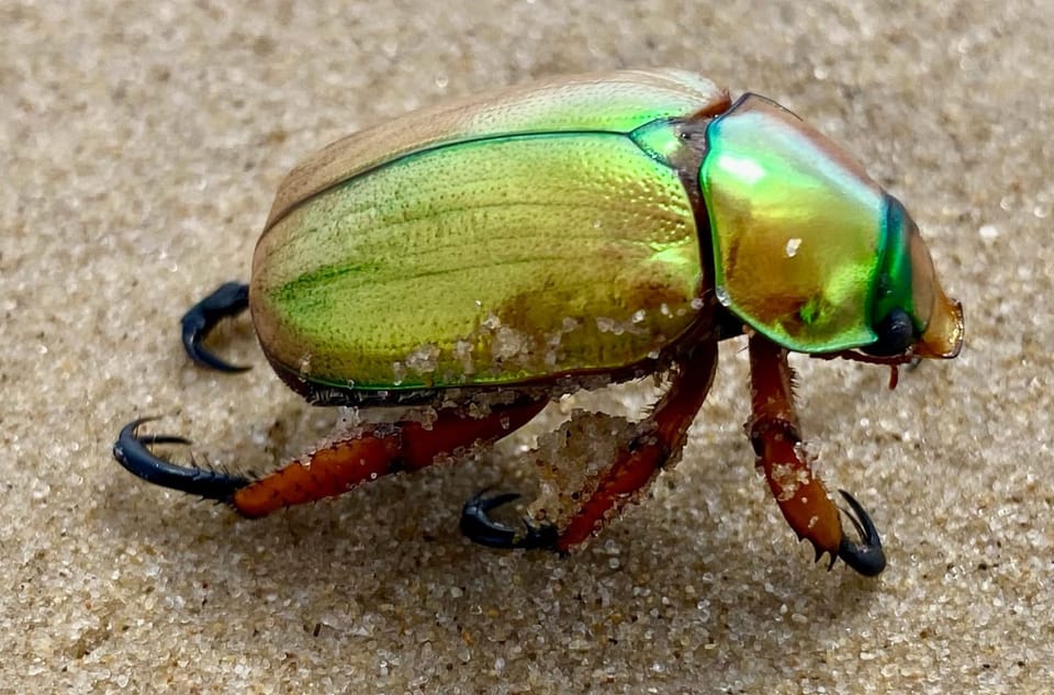 Could Brisbane bring back Christmas beetle swarms?